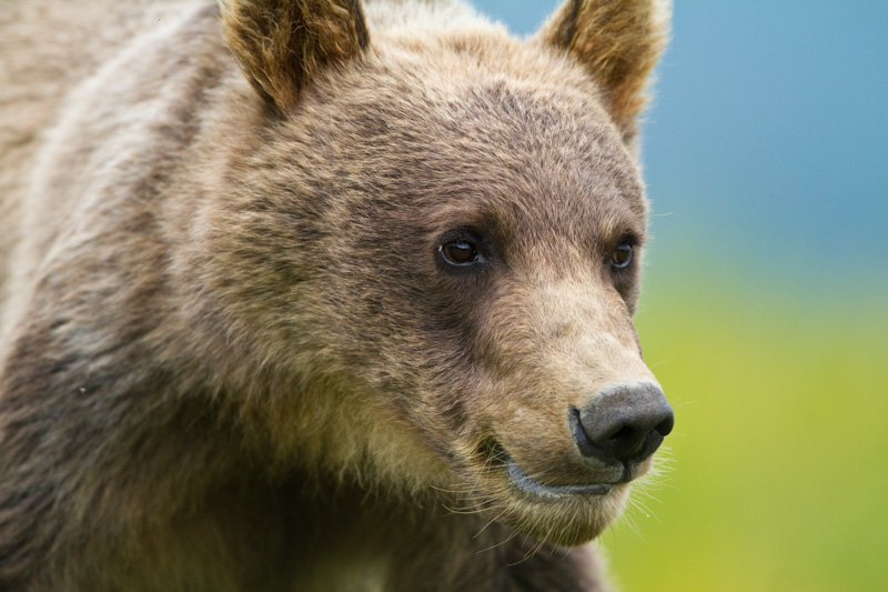 Grizzly Bear Cub